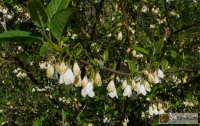 Halesia carolina -- Schneeglöckchenbaum